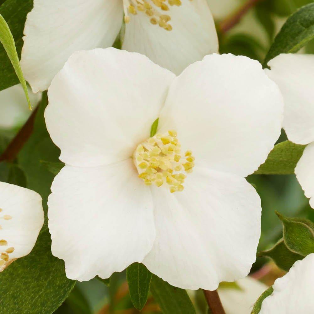 White - YouGarden - Philadelphus Petite Perfume White (3L Pot) - 3