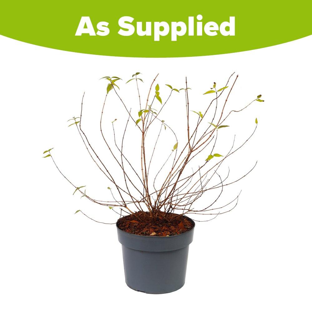 White - YouGarden - Philadelphus Petite Perfume White (3L Pot) - 4