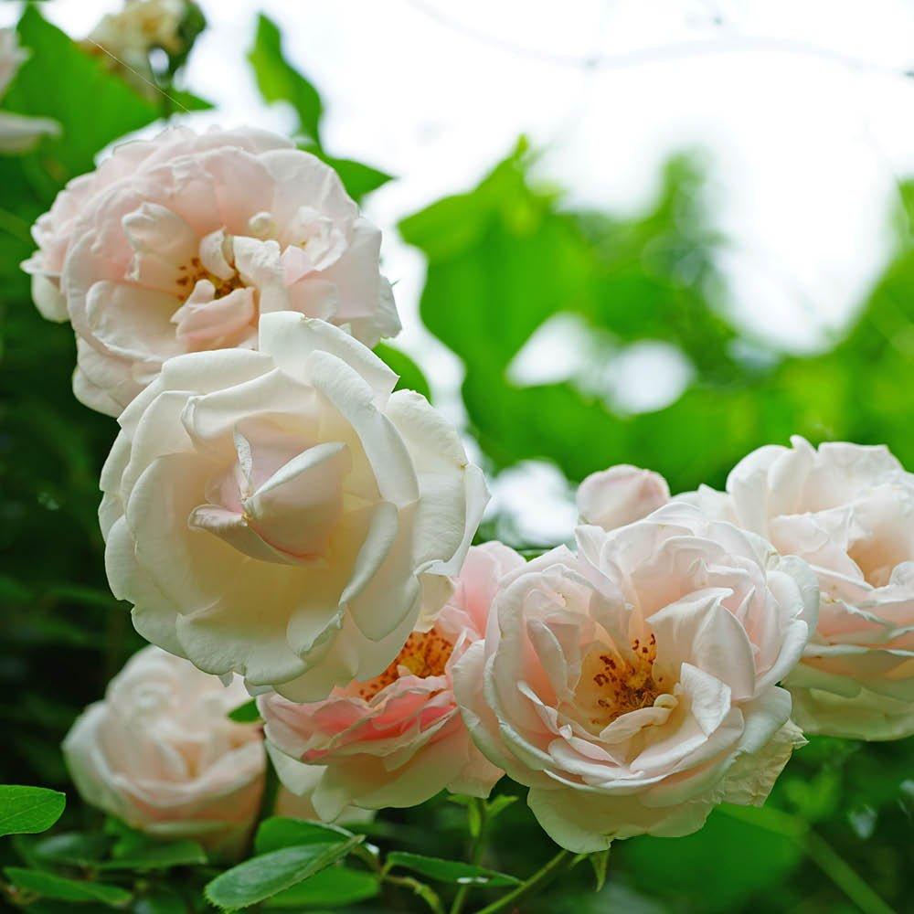 Yougarden  Rose Climbing New Dawn (4L Pot) - Pink - 4L Pot