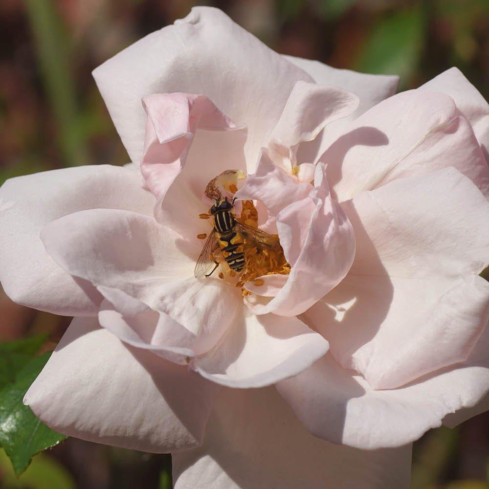 Pink - YouGarden - Rose Climbing New Dawn (4L Pot) - 2