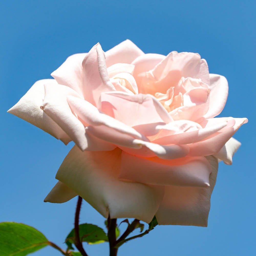 Pink - YouGarden - Rose Climbing New Dawn (4L Pot) - 3