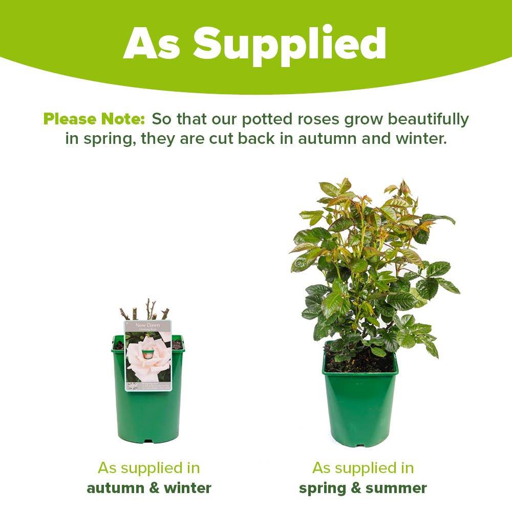 Pink - YouGarden - Rose Climbing New Dawn (4L Pot) - 4