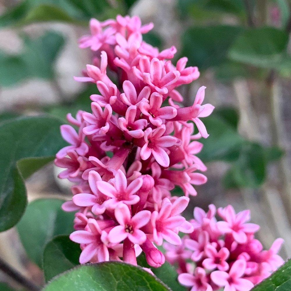 Pink - YouGarden - Standard Lilac -  Syringa meyeri Little Rosie - 1