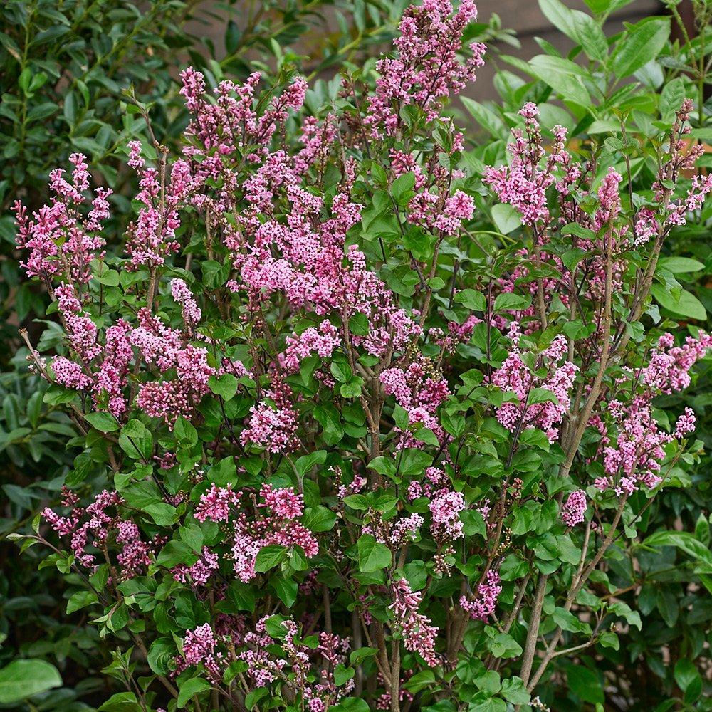 Pink - YouGarden - Standard Lilac -  Syringa meyeri Little Rosie - 3