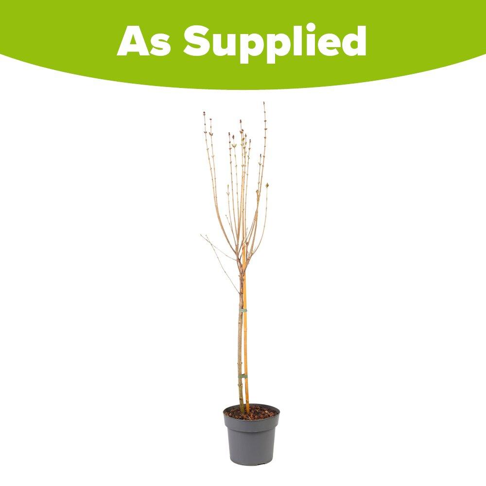 Pink - YouGarden - Standard Lilac -  Syringa meyeri Little Rosie - 4