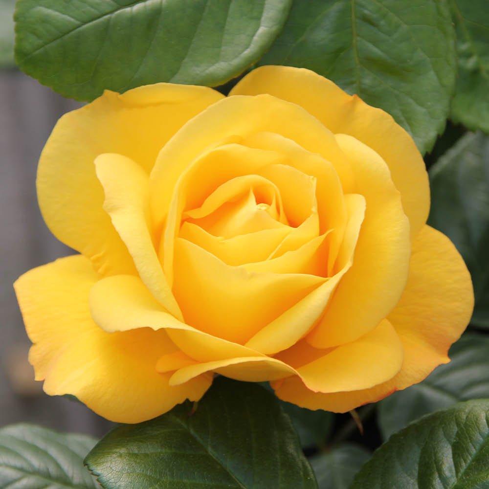 Yellow - YouGarden - Rose Climbing Arthur Bell (4L Pot) - 1