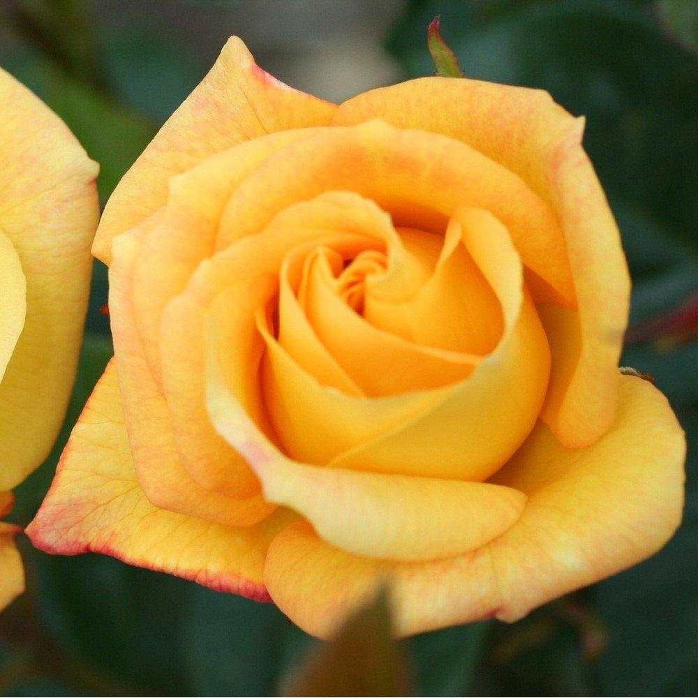 Yellow - YouGarden - Rose Climbing Arthur Bell (4L Pot) - 2