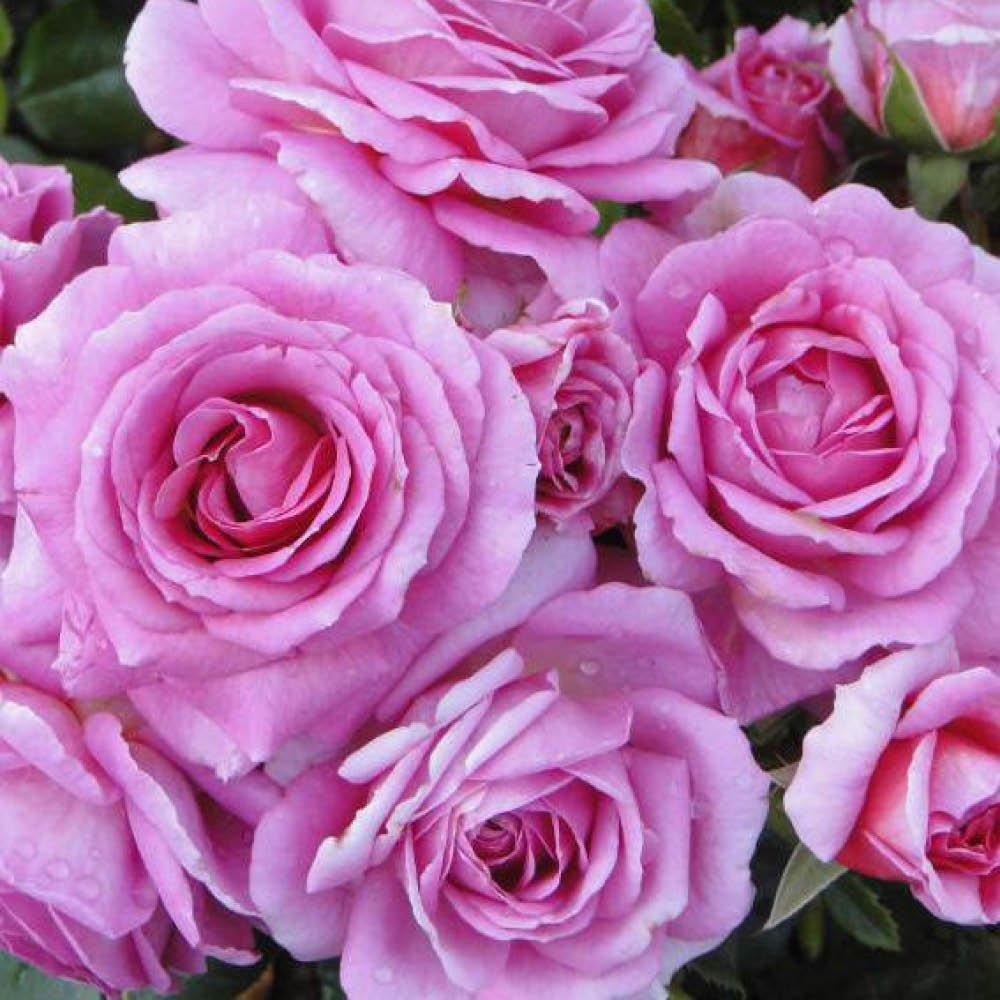 Yougarden  Rose Special Mum (4L Pot) - Pink - 4L Pot