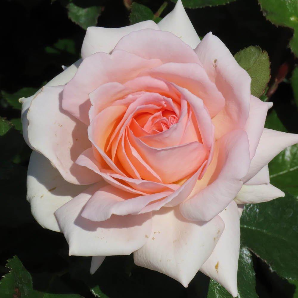 YouGarden Rose Best Mum Ever (4L Pot)