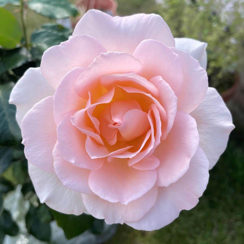 Pink - YouGarden - Rose Best Mum Ever (4L Pot) - 3
