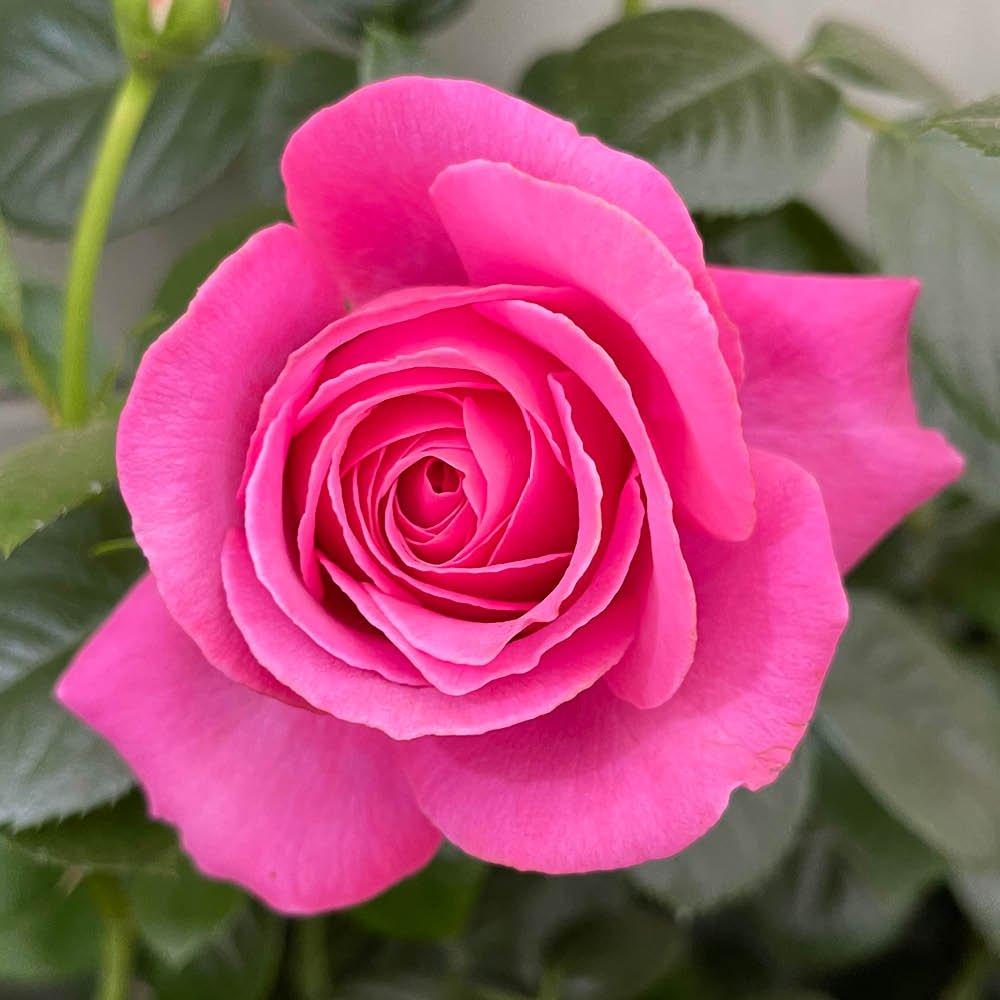 Yougarden  Rose Mum You Are One In A Million (4L Pot) - Pink - 4L Pot