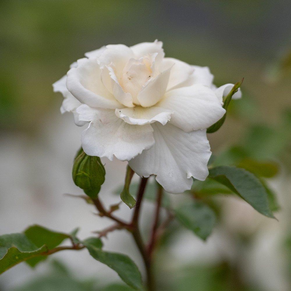 Yougarden  Rose Climbing Starlight Symphony (4L Pot) - White - 4L Pot