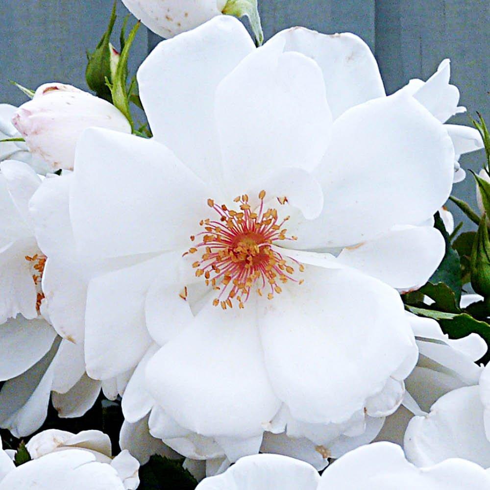 White - YouGarden - Rose Climbing Starlight Symphony (4L Pot) - 2