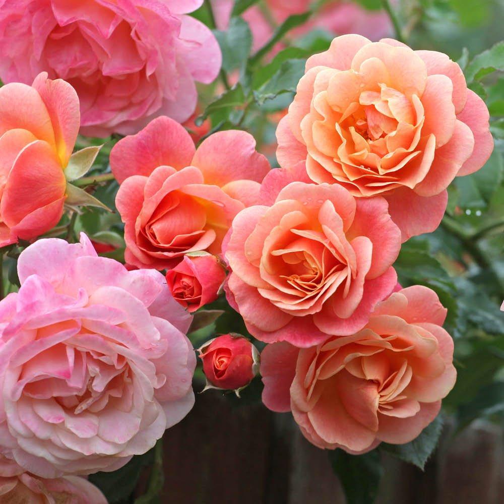 Multi - YouGarden - Rose Climbing Peach Melba (4L Pot) - 1