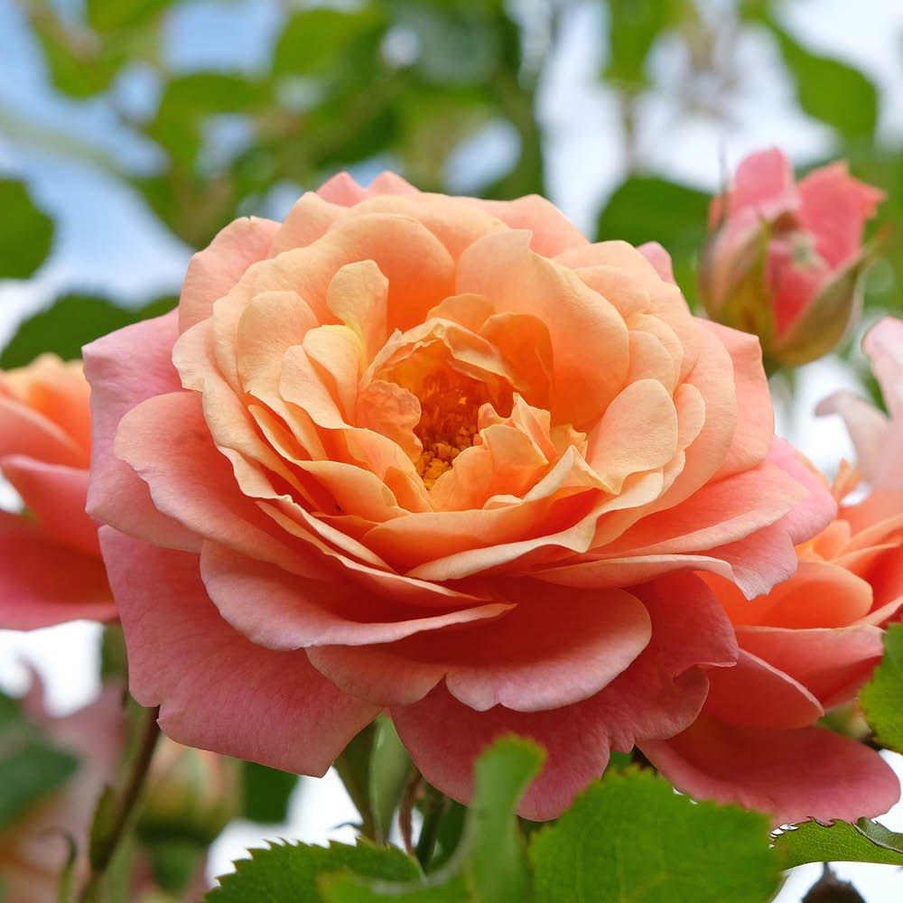 Multi - YouGarden - Rose Climbing Peach Melba (4L Pot) - 2