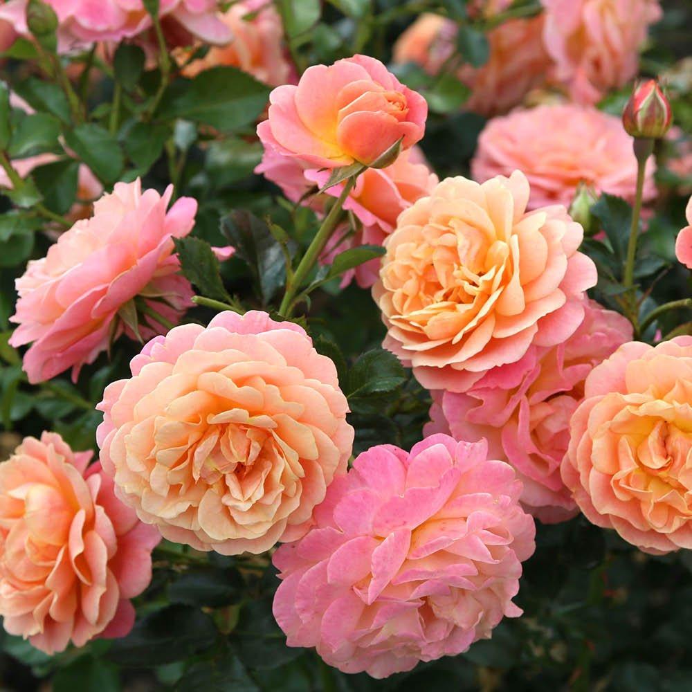 Multi - YouGarden - Rose Climbing Peach Melba (4L Pot) - 3