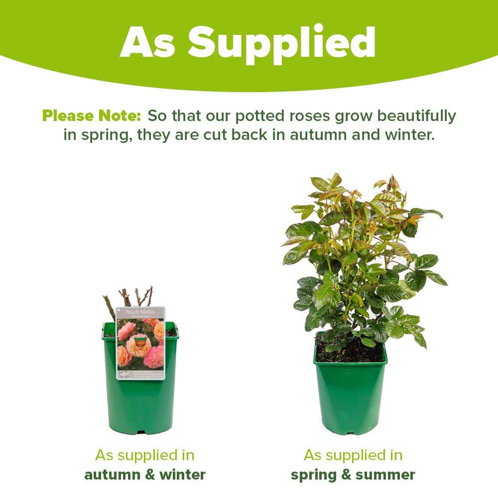 Multi - YouGarden - Rose Climbing Peach Melba (4L Pot) - 4