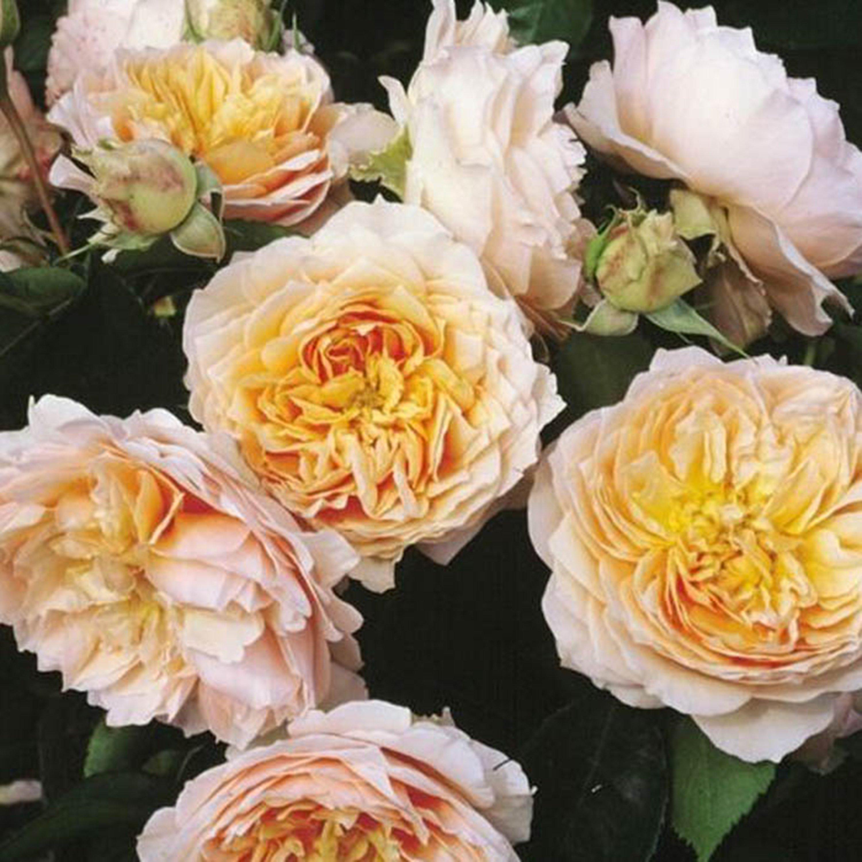 Yougarden  Rose Climbing Ginger Syllabub (4L Pot) -  - 4L Pot
