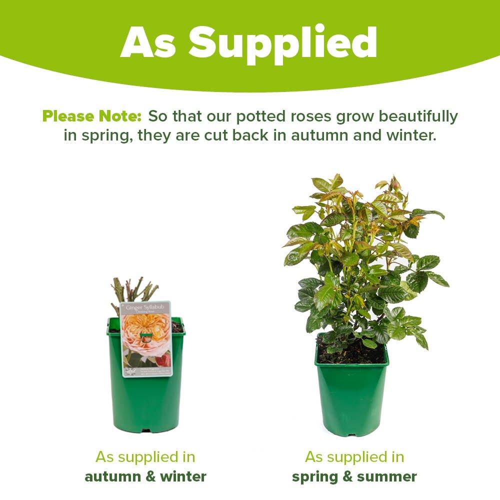 Multi - YouGarden - Rose Climbing Ginger Syllabub (4L Pot) - 2