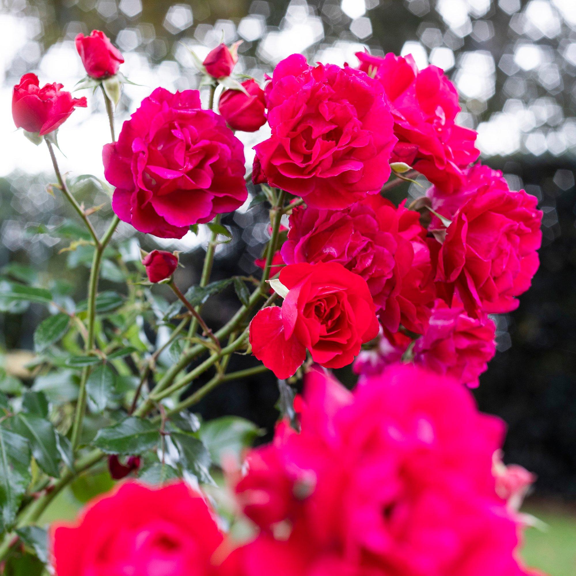 Pink - YouGarden - Rose Raspberry Royale (4L Pot) - 1