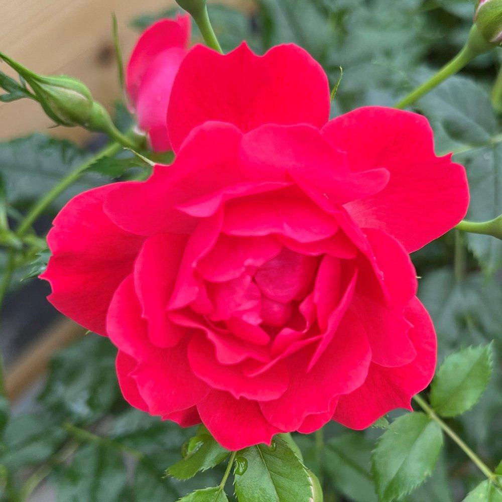 Pink - YouGarden - Rose Raspberry Royale (4L Pot) - 2