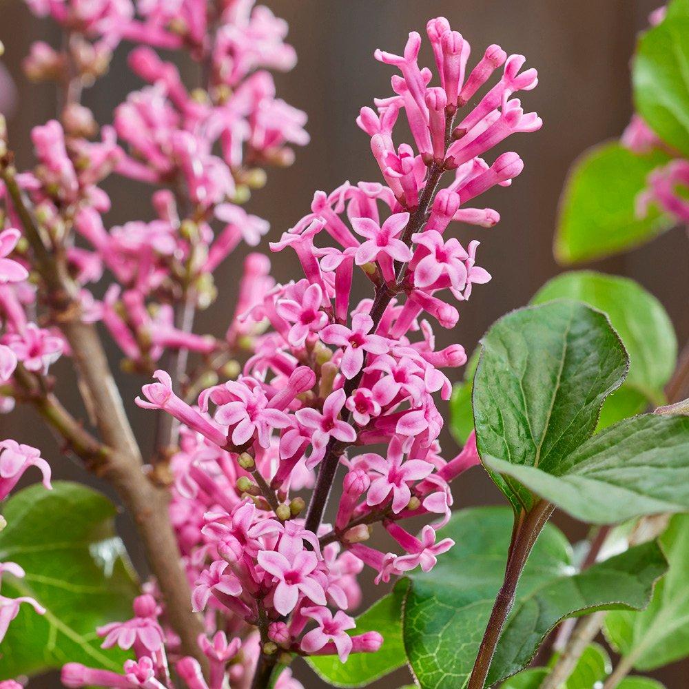 Yougarden  Two Standard Lilacs Syringa Meyeri Little Rosie - Pink - 2x3L Pots