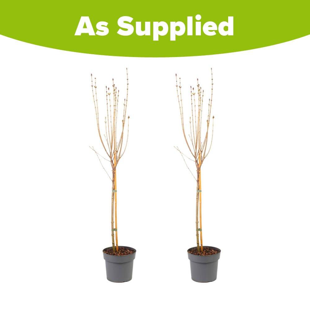 Pink - YouGarden - Two Standard Lilacs Syringa meyeri Little Rosie - 4