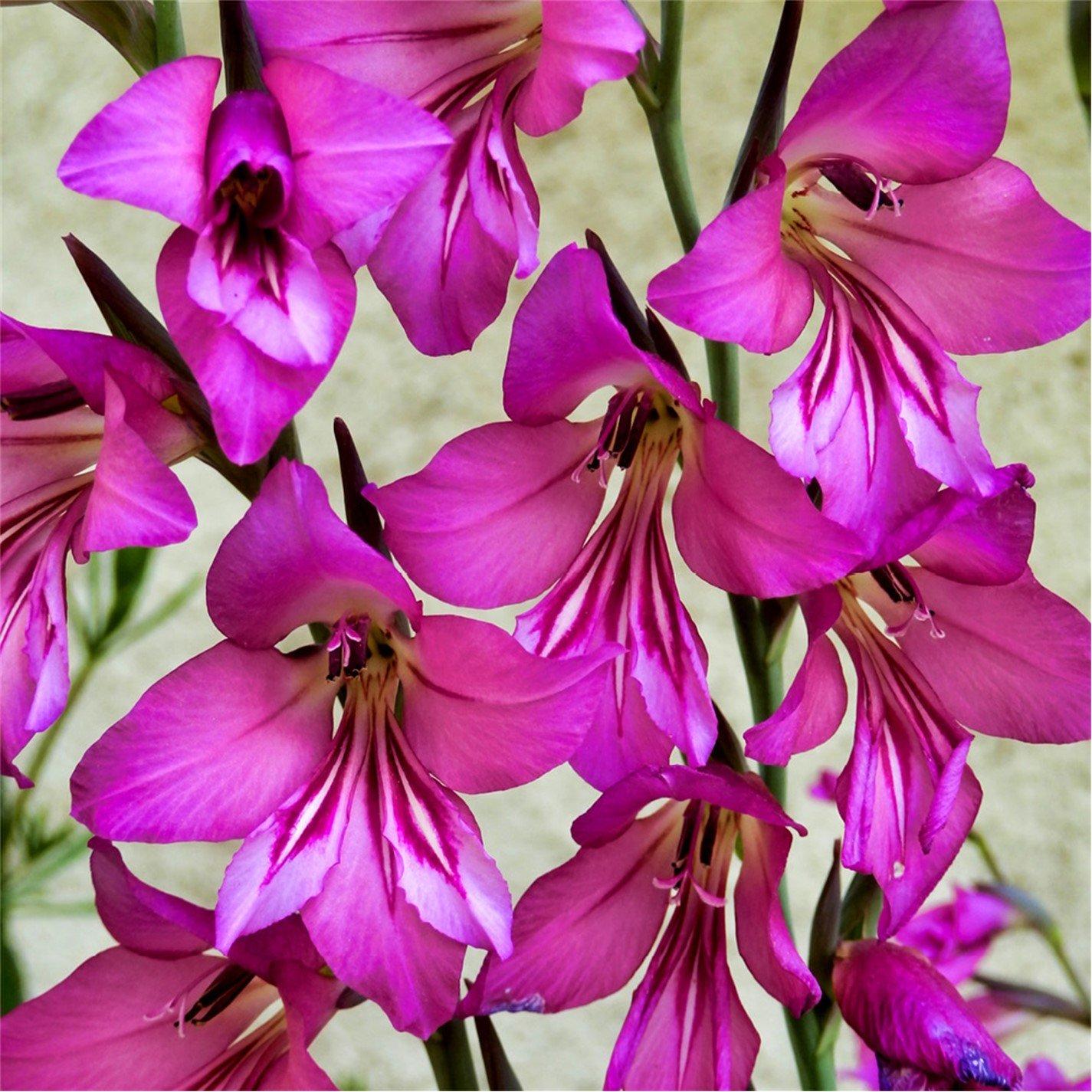 Pink - YouGarden - Byzantine Gladiolus (35 bulbs) - 1