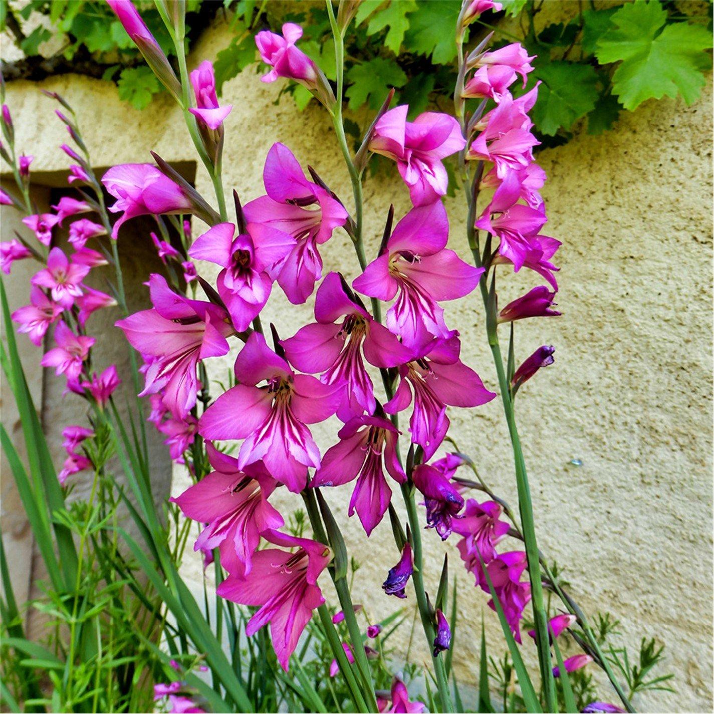Pink - YouGarden - Byzantine Gladiolus (35 bulbs) - 2