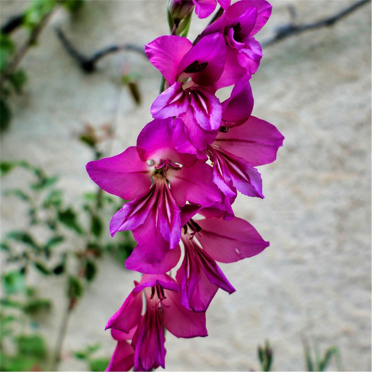 Pink - YouGarden - Byzantine Gladiolus (35 bulbs) - 3
