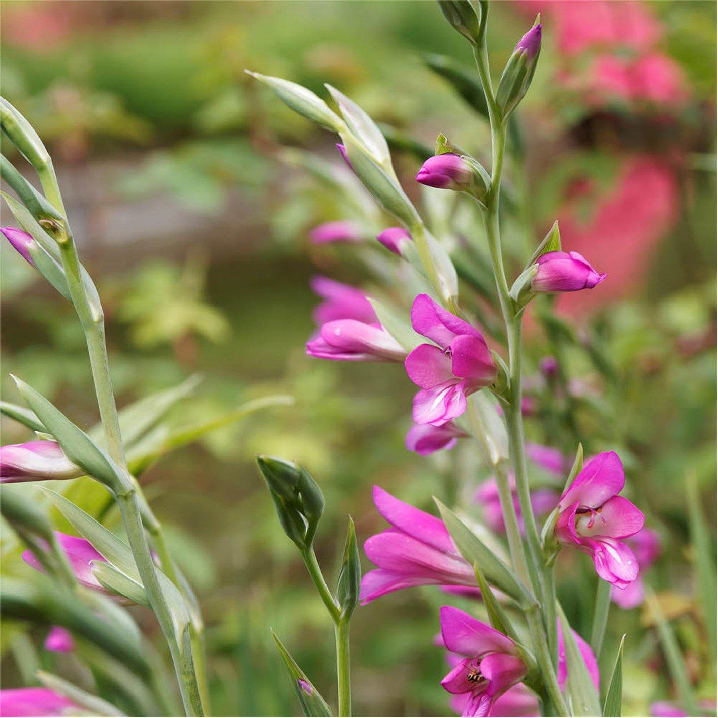 Pink - YouGarden - Byzantine Gladiolus (35 bulbs) - 4