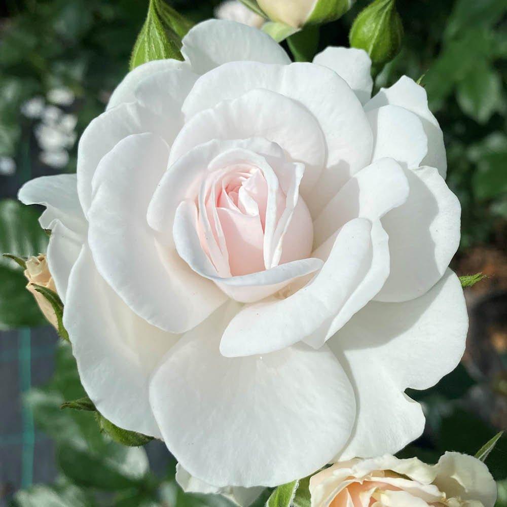 White - YouGarden - Rose Silver Wedding 25th Anniversary. (4L Pot) - 1