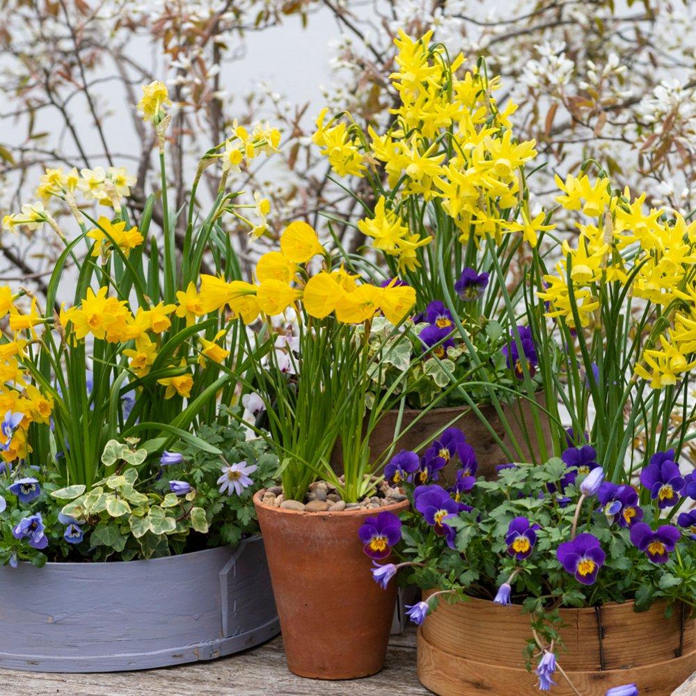 Multi - YouGarden - Miniature Narcissus - Mixed (35 bulbs) - 2