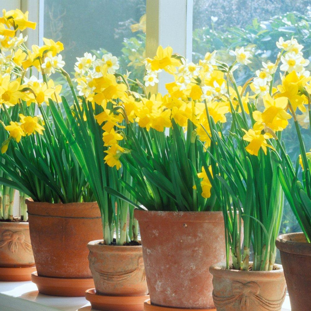 Multi - YouGarden - Miniature Narcissus - Mixed (35 bulbs) - 3