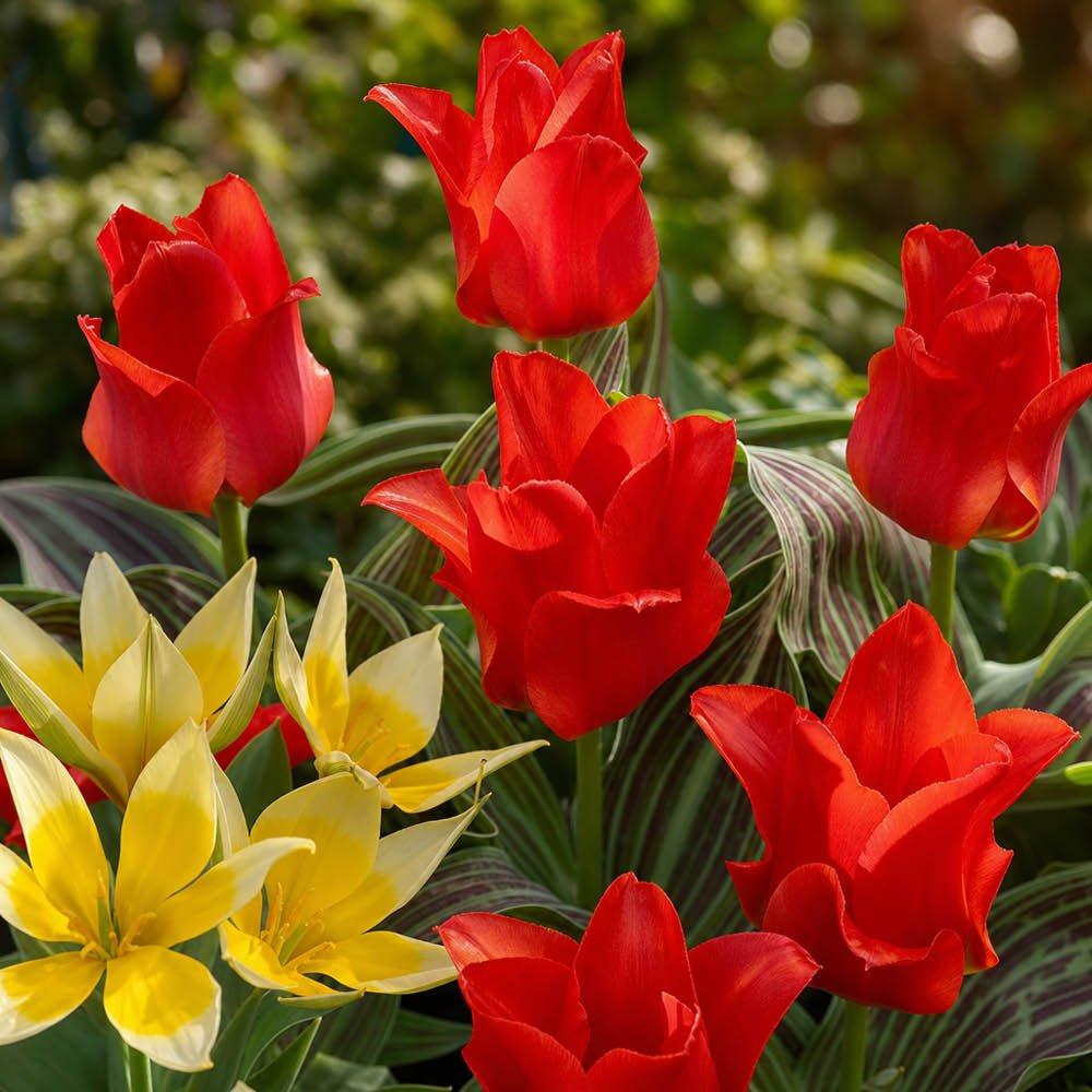 Multi - YouGarden - Blooming Fast Balcony Beauty Pod (38 bulbs) - 5