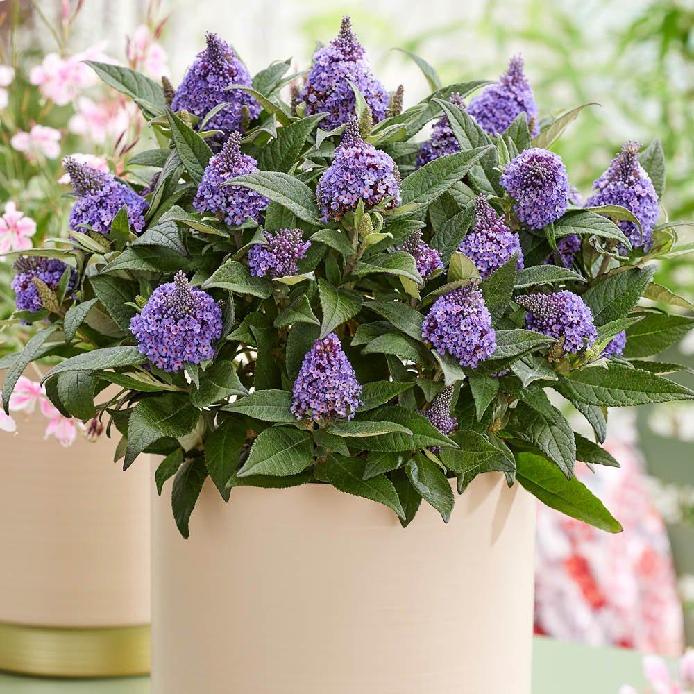 Blue - YouGarden - Buddleia Little Rock Stars -  Blue (3 x 9cm Pots) - 1