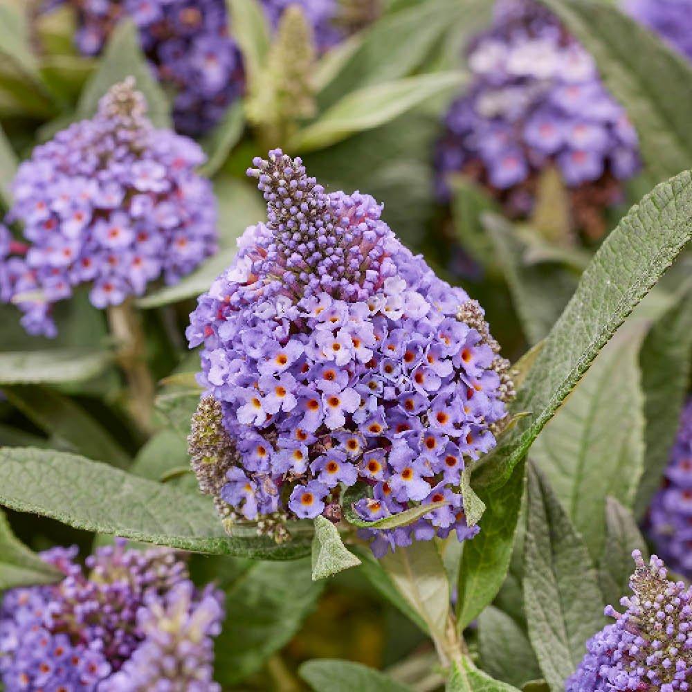 Blue - YouGarden - Buddleia Little Rock Stars -  Blue (3 x 9cm Pots) - 2