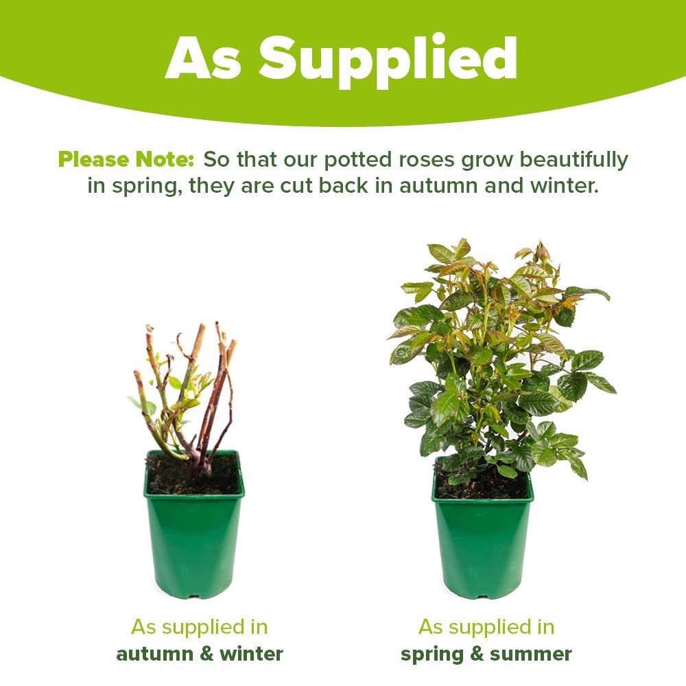 Pink - YouGarden - Rose Its a Wonderful Life (4L Pot) - 3