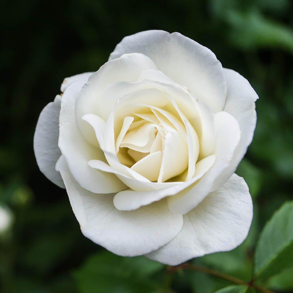 White - YouGarden - Rose Silver Wedding Celebration (4L Pot) - 1