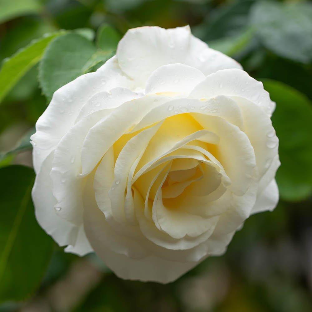 White - YouGarden - Rose Silver Wedding Celebration (4L Pot) - 2