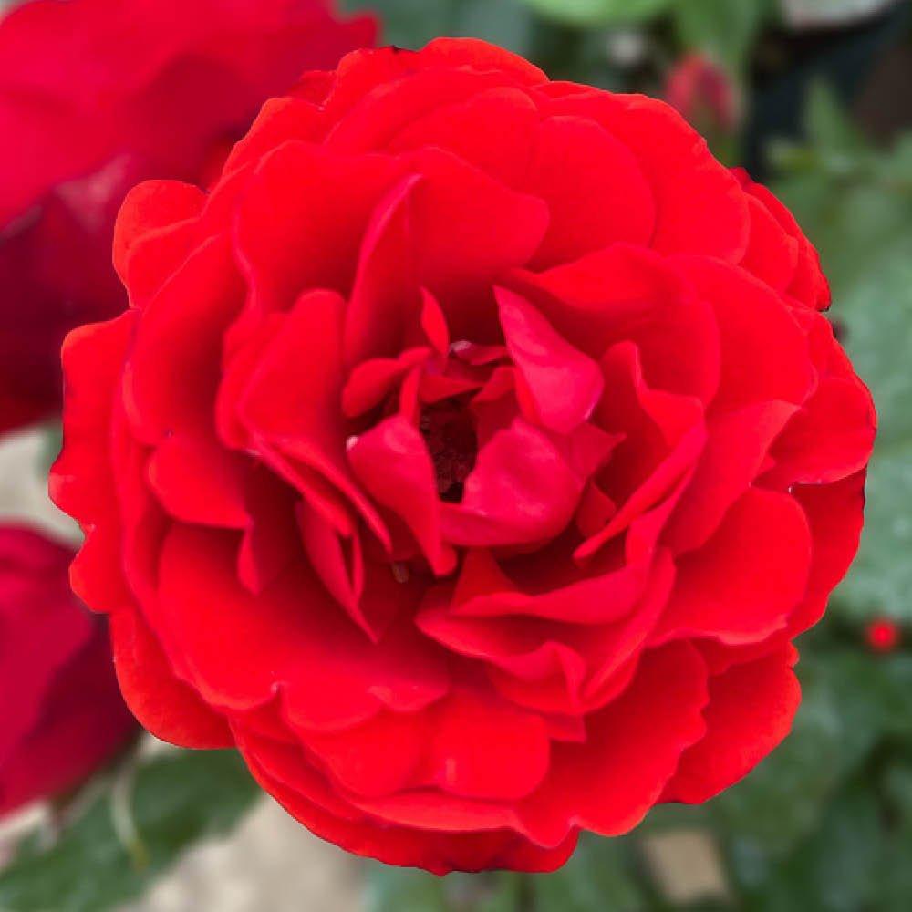 Red - YouGarden - Rose Remembrance (4L Pot) - 1