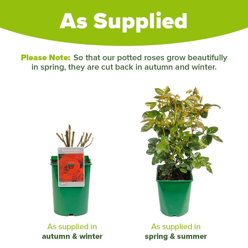 Red - YouGarden - Rose Remembrance (4L Pot) - 3