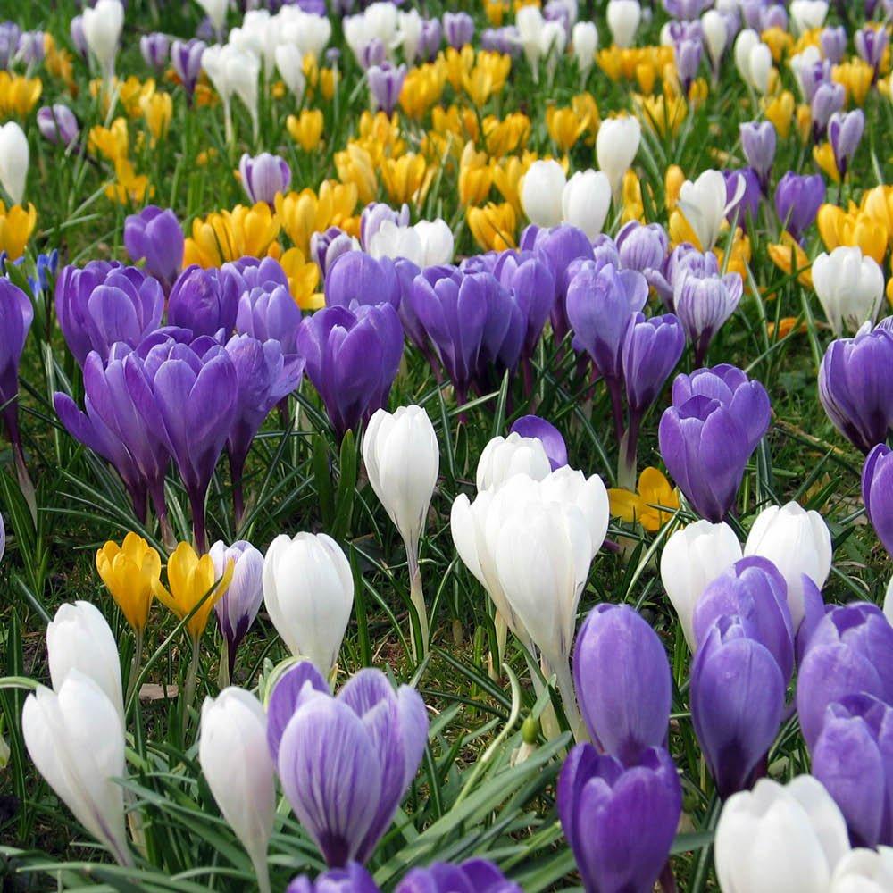 Multi - YouGarden - Large Flowered Crocus - Mixed Colours (30 bulbs) - 1