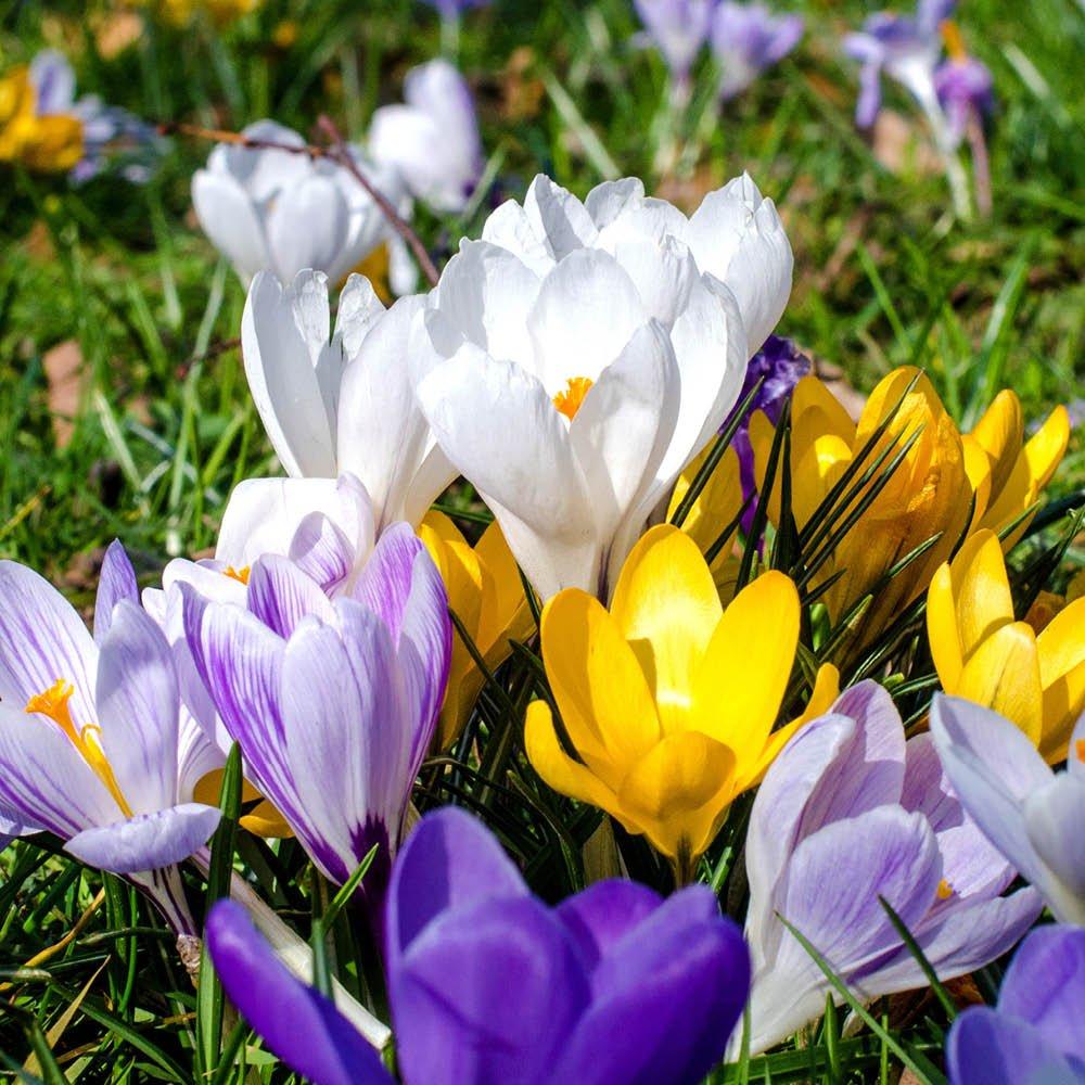 Multi - YouGarden - Large Flowered Crocus - Mixed Colours (30 bulbs) - 2