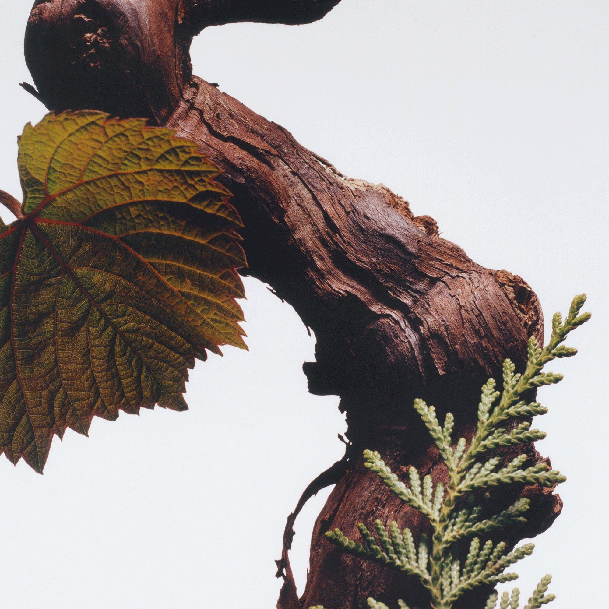 None - Jo Malone London - Cypress & Grapevine Classic Candle - 3