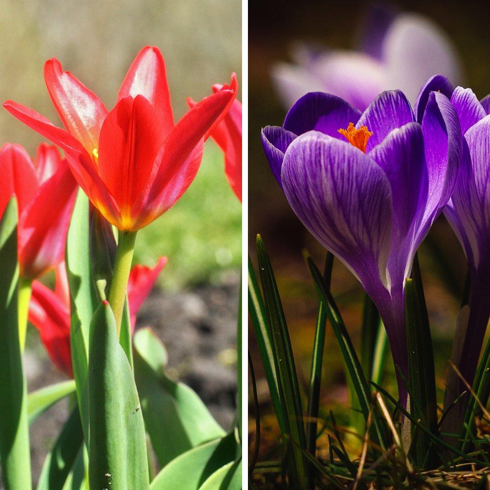 You Garden Drop In Bulb Planter Tulip And Crocus Kit - Image 3