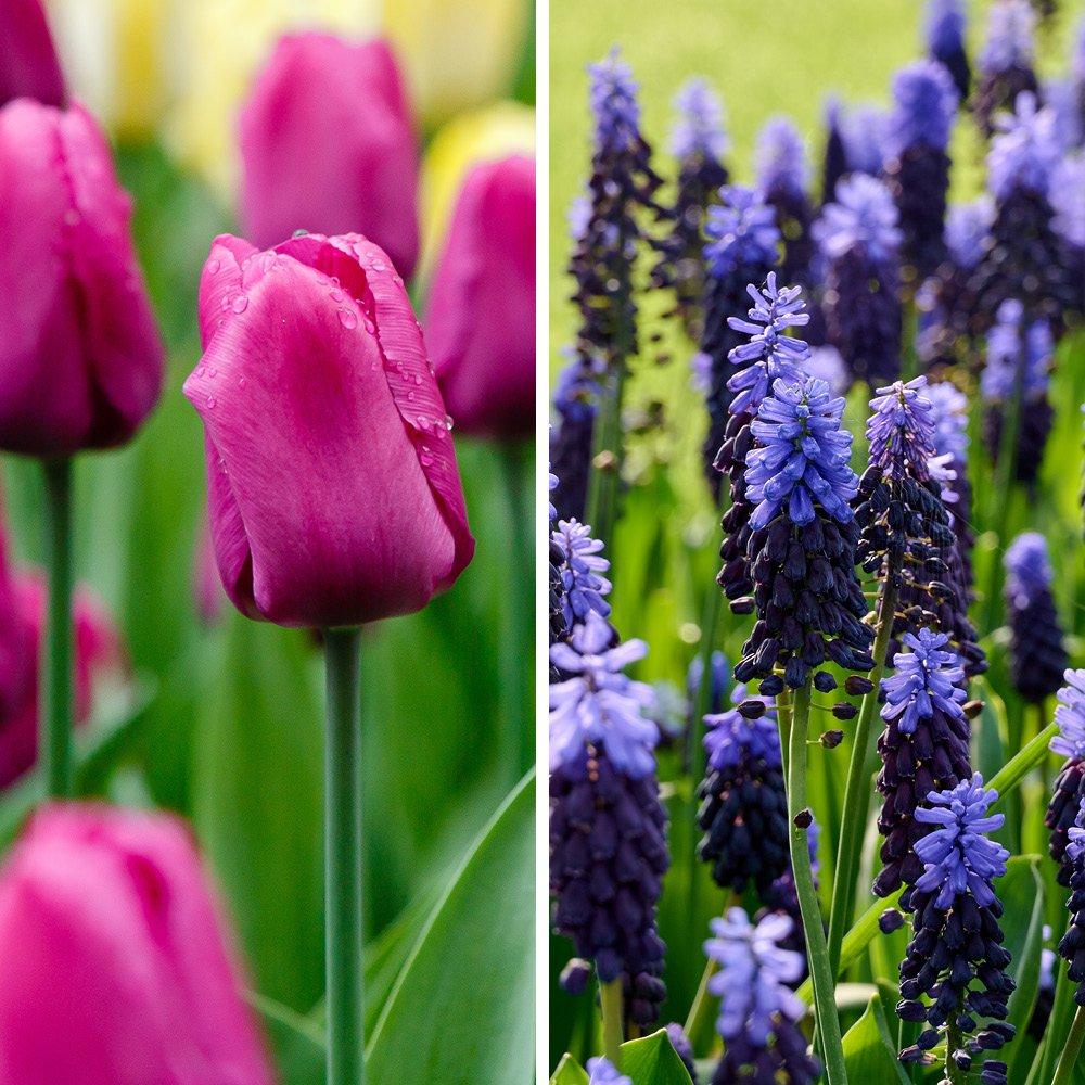 Multi - YouGarden - Blooming Fast Tulip & Muscari Pod (19 bulbs) - 1