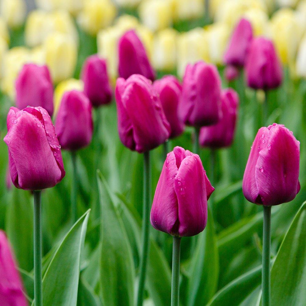 Multi - YouGarden - Blooming Fast Tulip & Muscari Pod (19 bulbs) - 2
