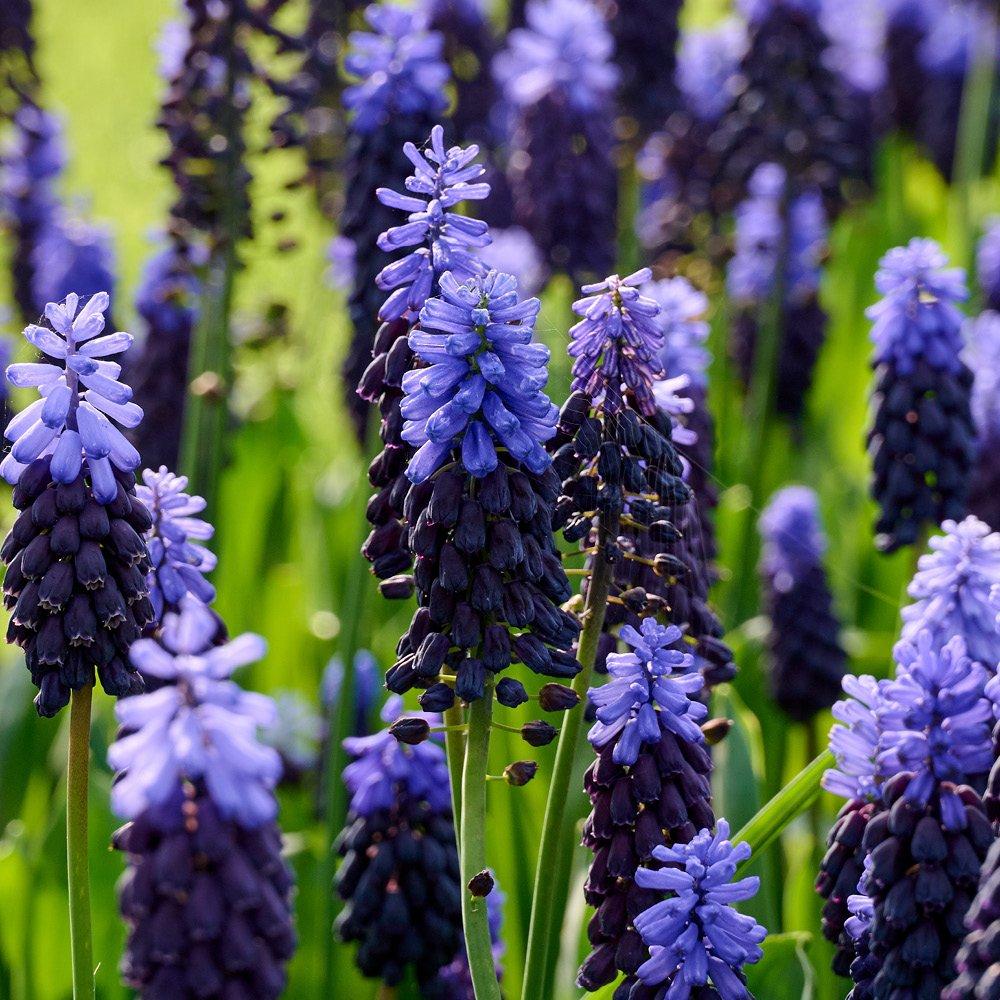 Multi - YouGarden - Blooming Fast Tulip & Muscari Pod (19 bulbs) - 3