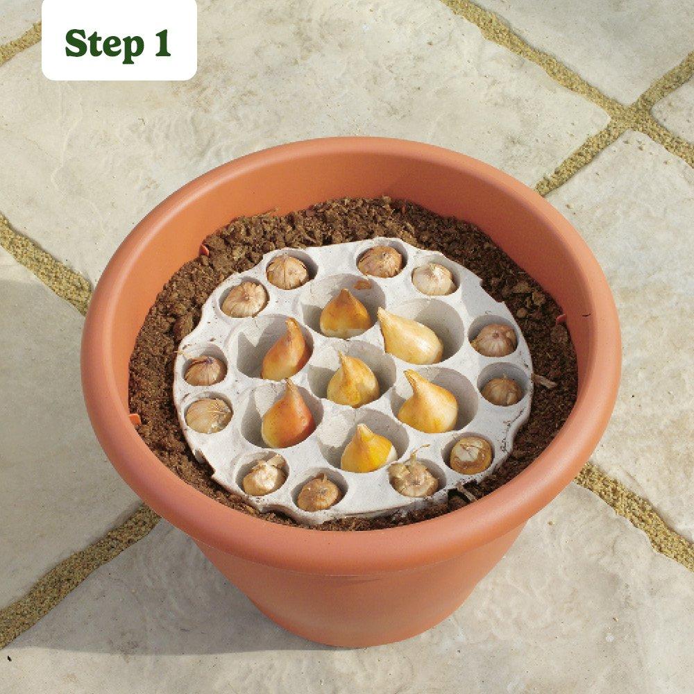 Multi - YouGarden - Blooming Fast Tulip & Muscari Pod (19 bulbs) - 4